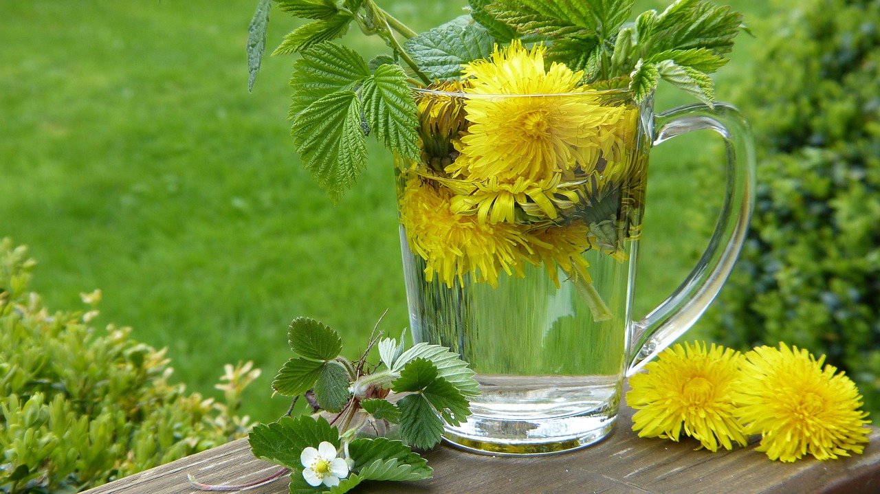 dandelion, taraxum, tea-2232626.jpg